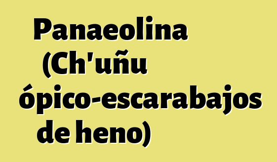 Panaeolina (Ch’uñu psicotrópico-escarabajos de heno)