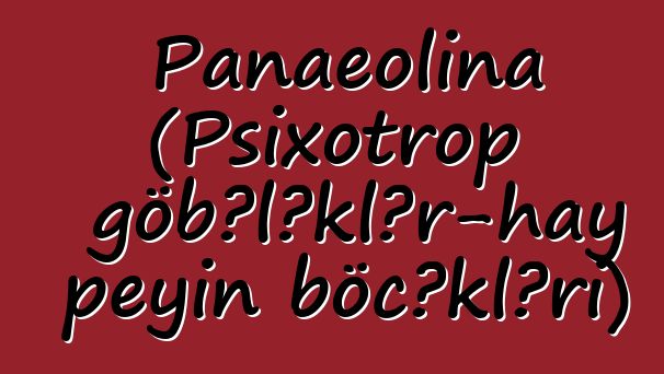 Panaeolina (Psixotrop göbələklər-hay peyin böcəkləri)