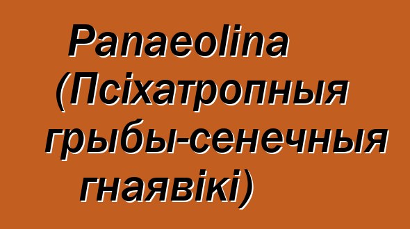 Panaeolina (Псіхатропныя грыбы-сенечныя гнаявікі)