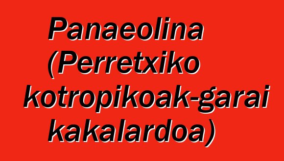 Panaeolina (Perretxiko psikotropikoak-garai kakalardoa)