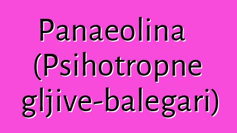 Panaeolina (Psihotropne gljive-balegari)