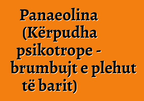 Panaeolina (Kërpudha psikotrope - brumbujt e plehut të barit)