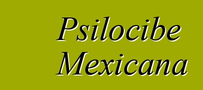 Psilocibe Mexicana