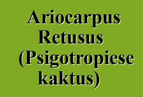 Ariocarpus Retusus (Psigotropiese kaktus)