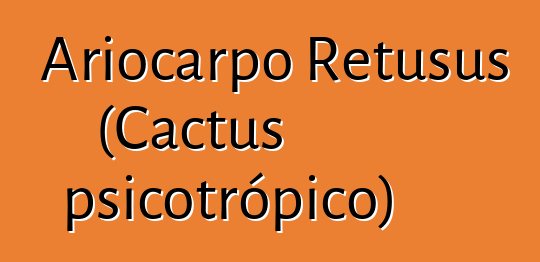 Ariocarpo Retusus (Cactus psicotrópico)