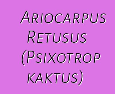 Ariocarpus Retusus (Psixotrop kaktus)