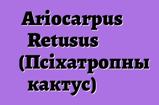 Ariocarpus Retusus (Псіхатропны кактус)