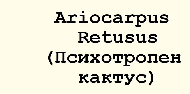 Ariocarpus Retusus (Психотропен кактус)