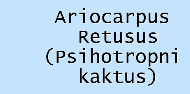 Ariocarpus Retusus (Psihotropni kaktus)