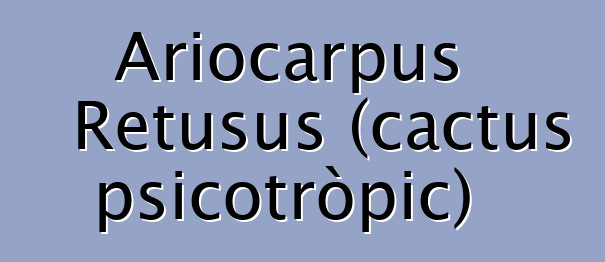 Ariocarpus Retusus (cactus psicotròpic)