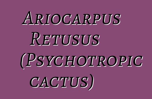 Ariocarpus Retusus (Psychotropic cactus)