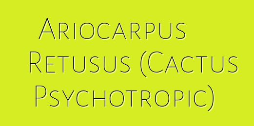 Ariocarpus Retusus (Cactus Psychotropic)