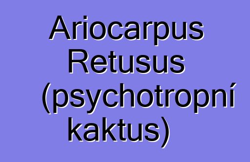 Ariocarpus Retusus (psychotropní kaktus)