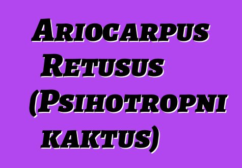 Ariocarpus Retusus (Psihotropni kaktus)