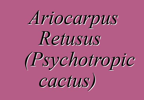 Ariocarpus Retusus (Psychotropic cactus)