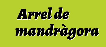 Arrel de mandràgora