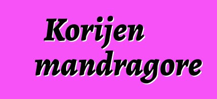 Korijen mandragore