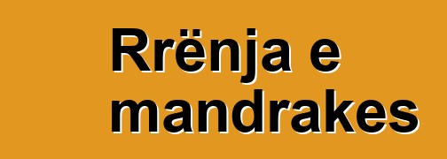 Rrënja e mandrakes