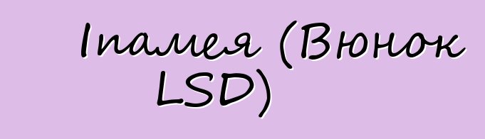 Іпамея (Вюнок LSD)