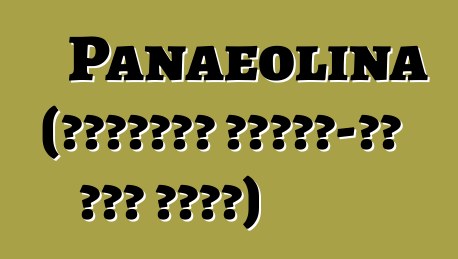 Panaeolina (ሳይኮትሮፒክ እንጉዳይ-ሃይ እበት ጥንዚዛ)