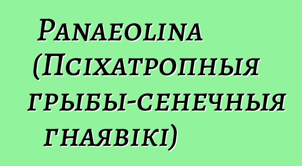 Panaeolina (Псіхатропныя грыбы-сенечныя гнаявікі)