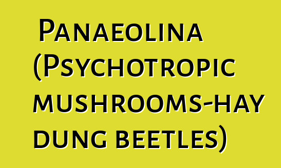 Panaeolina (Psychotropic mushrooms-hay dung beetles)