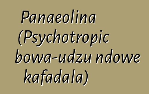 Panaeolina (Psychotropic bowa-udzu ndowe kafadala)