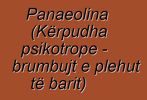 Panaeolina (Kërpudha psikotrope - brumbujt e plehut të barit)