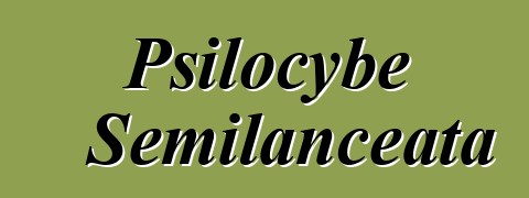 Psilocybe Semilanceata