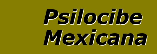 Psilocibe Mexicana