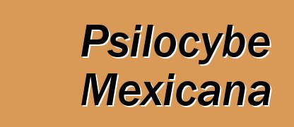 Psilocybe Mexicana