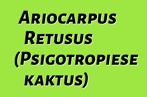 Ariocarpus Retusus (Psigotropiese kaktus)