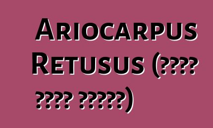 Ariocarpus Retusus (صبار مؤثر نفسيا)