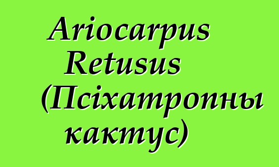 Ariocarpus Retusus (Псіхатропны кактус)