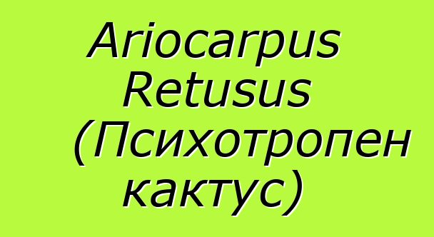 Ariocarpus Retusus (Психотропен кактус)