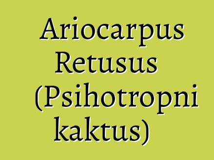 Ariocarpus Retusus (Psihotropni kaktus)