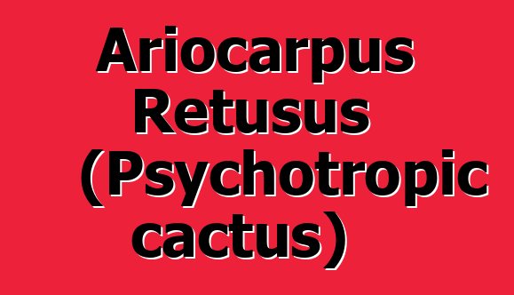 Ariocarpus Retusus (Psychotropic cactus)