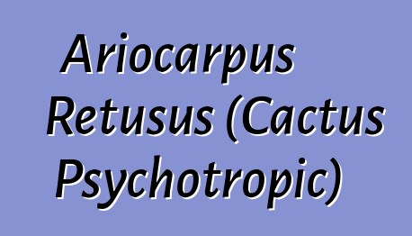 Ariocarpus Retusus (Cactus Psychotropic)