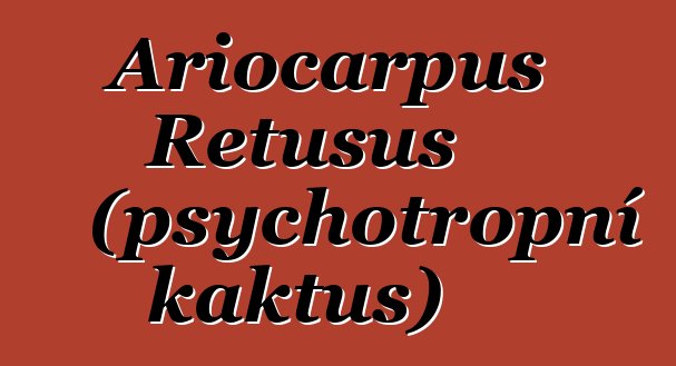 Ariocarpus Retusus (psychotropní kaktus)