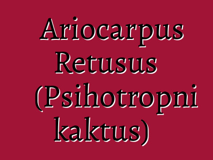 Ariocarpus Retusus (Psihotropni kaktus)