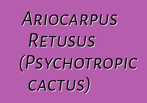 Ariocarpus Retusus (Psychotropic cactus)