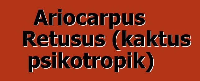 Ariocarpus Retusus (kaktus psikotropik)