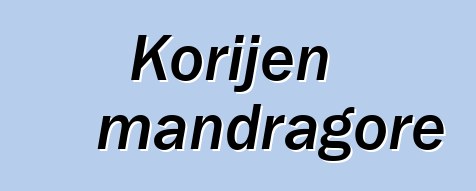 Korijen mandragore