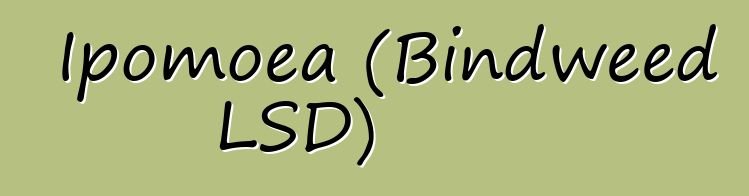 Ipomoea (Bindweed LSD)