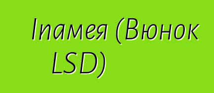 Іпамея (Вюнок LSD)