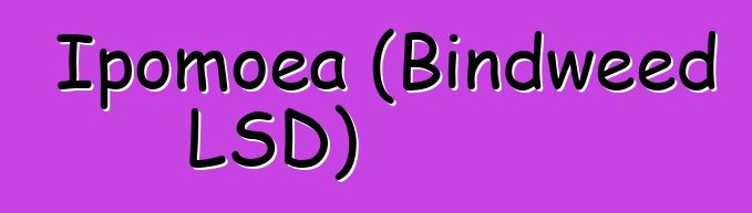 Ipomoea (Bindweed LSD)