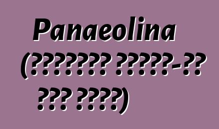 Panaeolina (ሳይኮትሮፒክ እንጉዳይ-ሃይ እበት ጥንዚዛ)