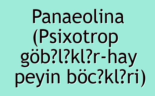 Panaeolina (Psixotrop göbələklər-hay peyin böcəkləri)