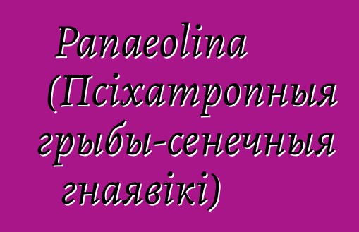 Panaeolina (Псіхатропныя грыбы-сенечныя гнаявікі)