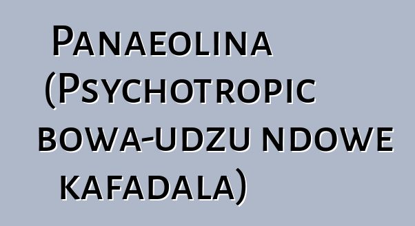 Panaeolina (Psychotropic bowa-udzu ndowe kafadala)